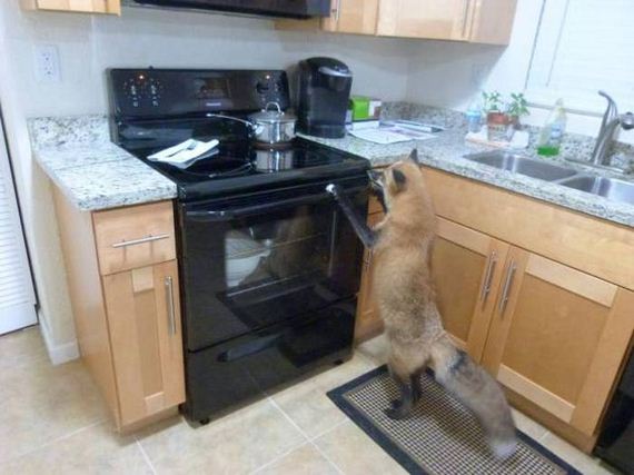 funny-pictures-1046