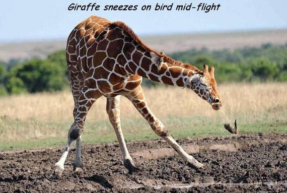 funny-pictures-1046