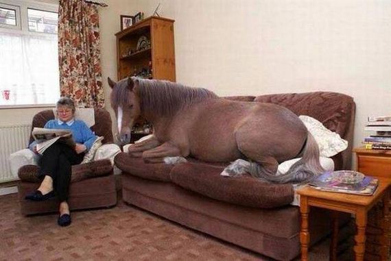 funny-pictures-1046