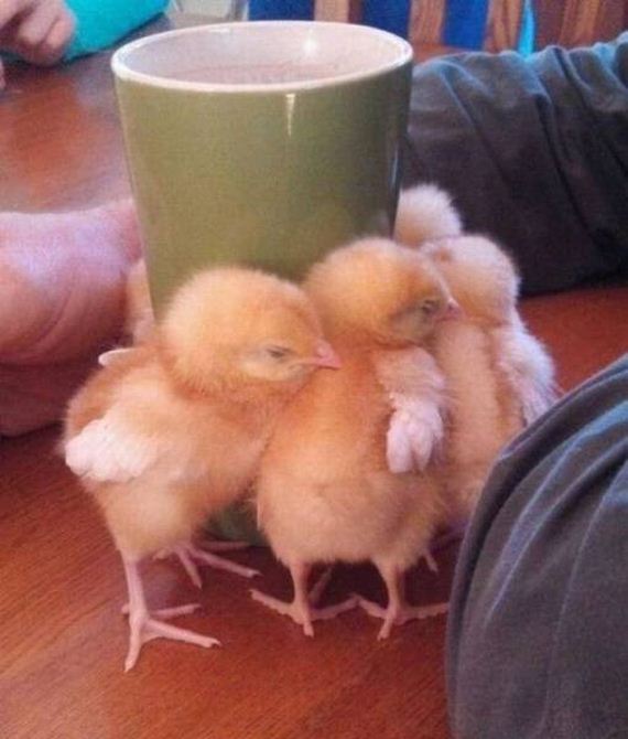 funny-pictures-1046