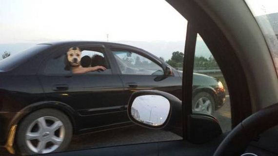 funny-pictures-1048