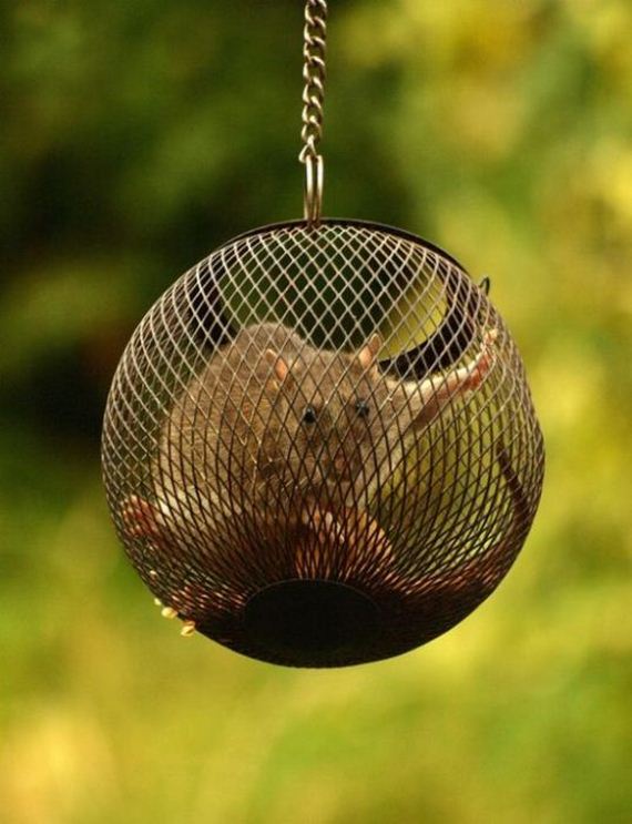 funny-pictures-1048