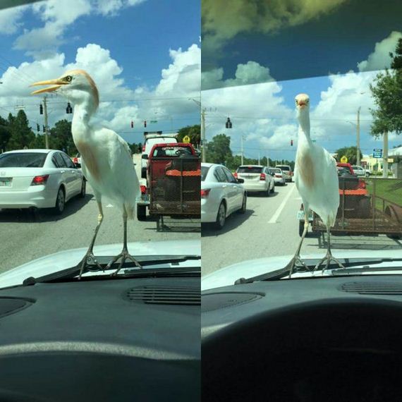 funny-pictures-1048