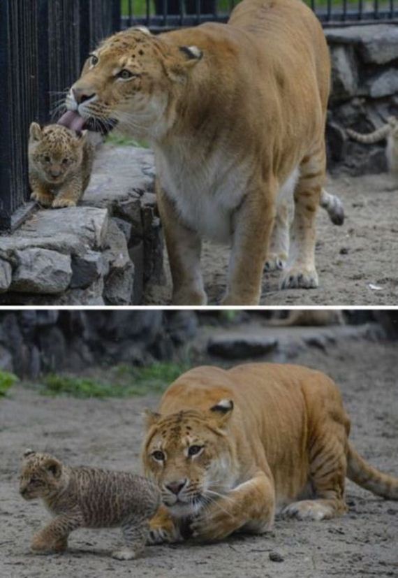 funny-pictures-1048
