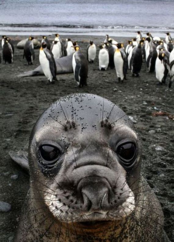 funny-pictures-1048