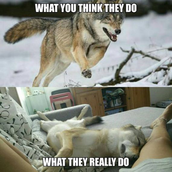 funny-pictures-1048