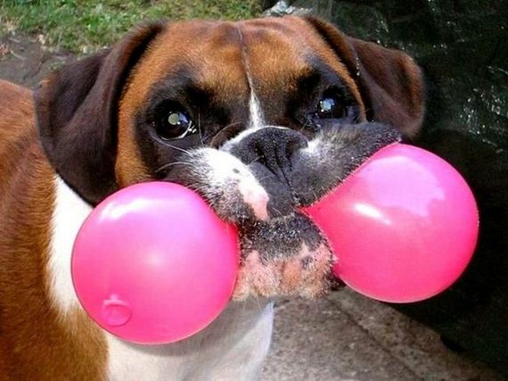 funny-pictures-1049