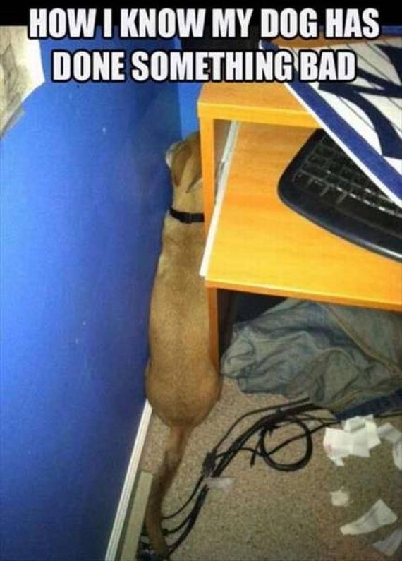 funny-pictures-1051
