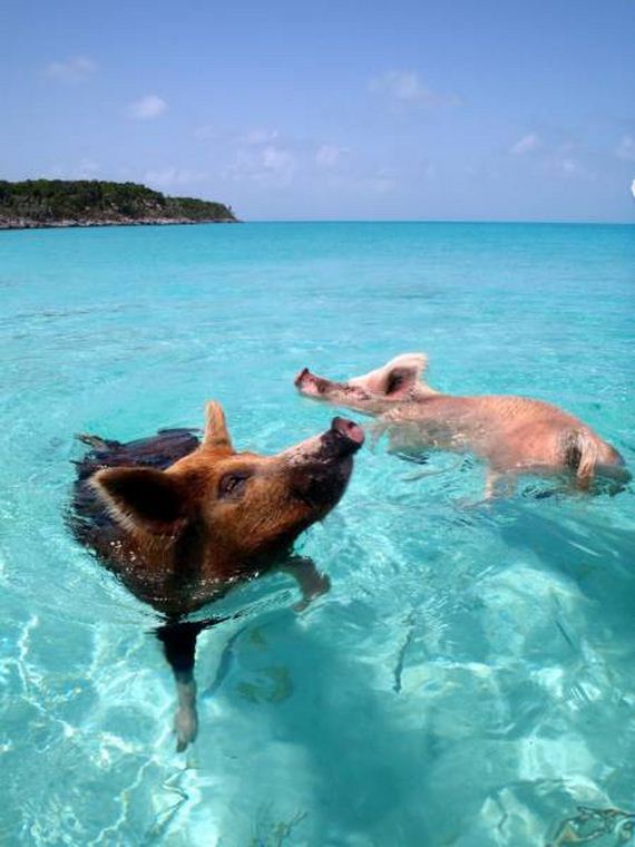 funny-pictures-1051