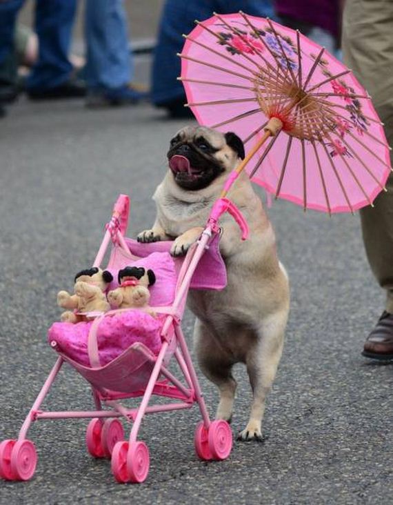 funny-pictures-1051