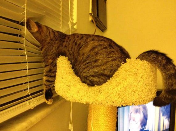 funny-pictures-1052