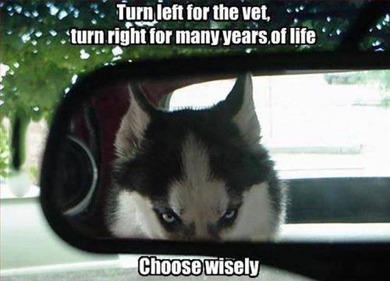 funny-pictures-1052
