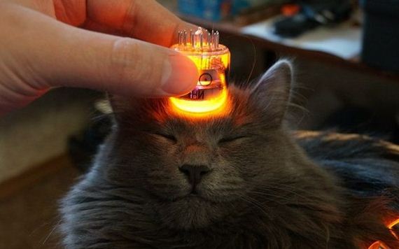 funny-pictures-1052