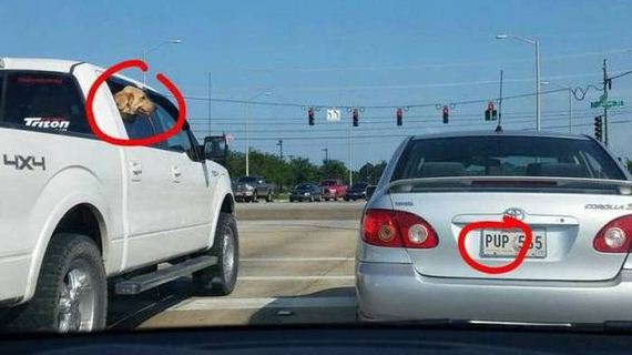 funny-pictures-1054