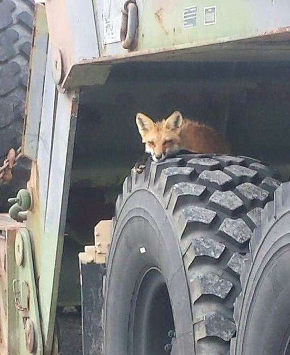 funny-pictures-1054