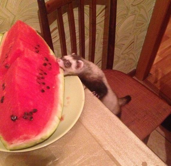 funny-pictures-1054