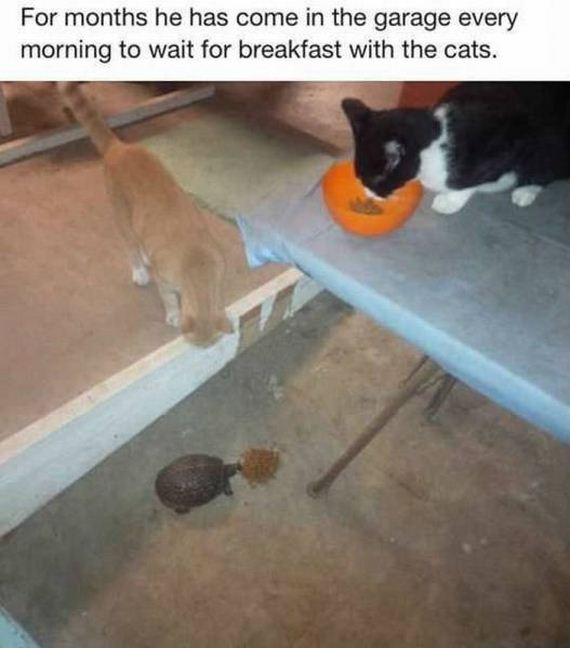 funny-pictures-1054