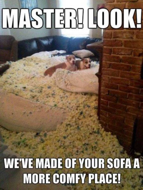 funny-pictures-1054