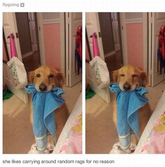 funny-pictures-1054