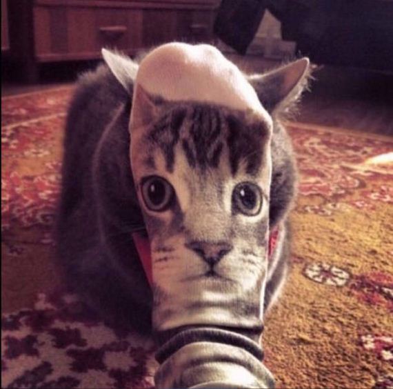 funny-pictures-1054