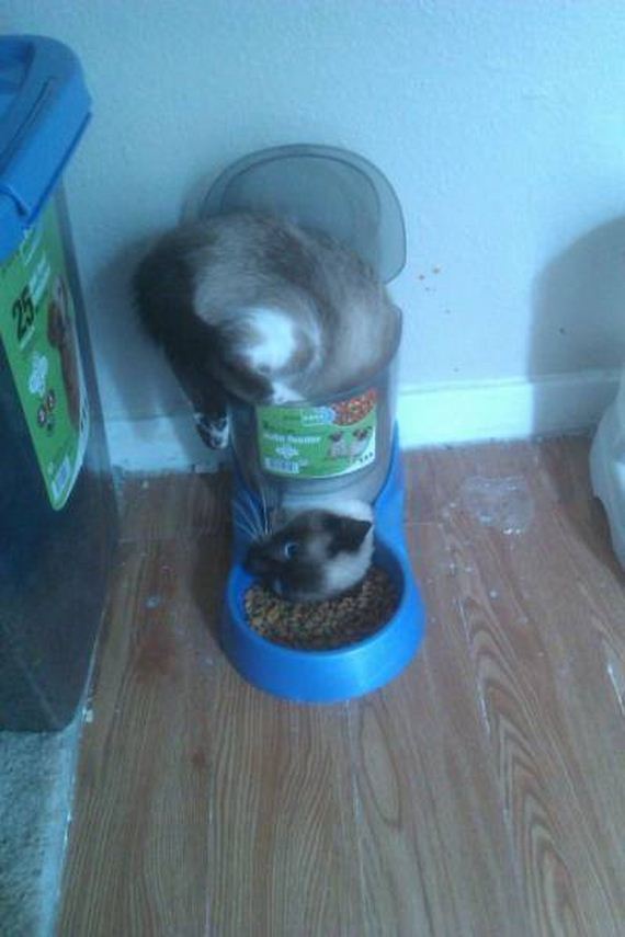 funny-pictures-1055