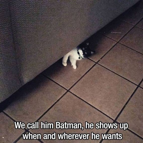 funny-pictures-1056