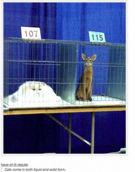 funny-pictures-1056