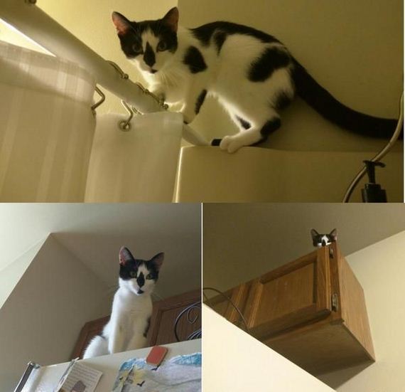 funny-pictures-1057