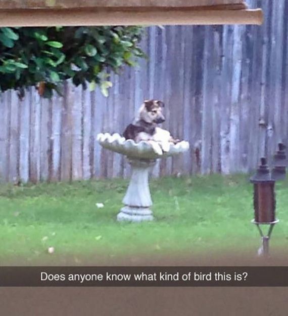 funny-pictures-1057
