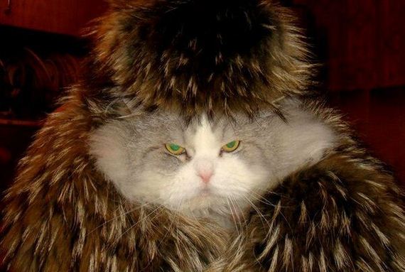 funny-pictures-1061