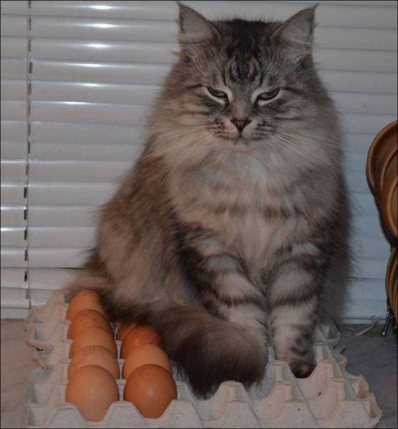 funny-pictures-1061