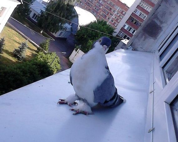 funny-pictures-1063