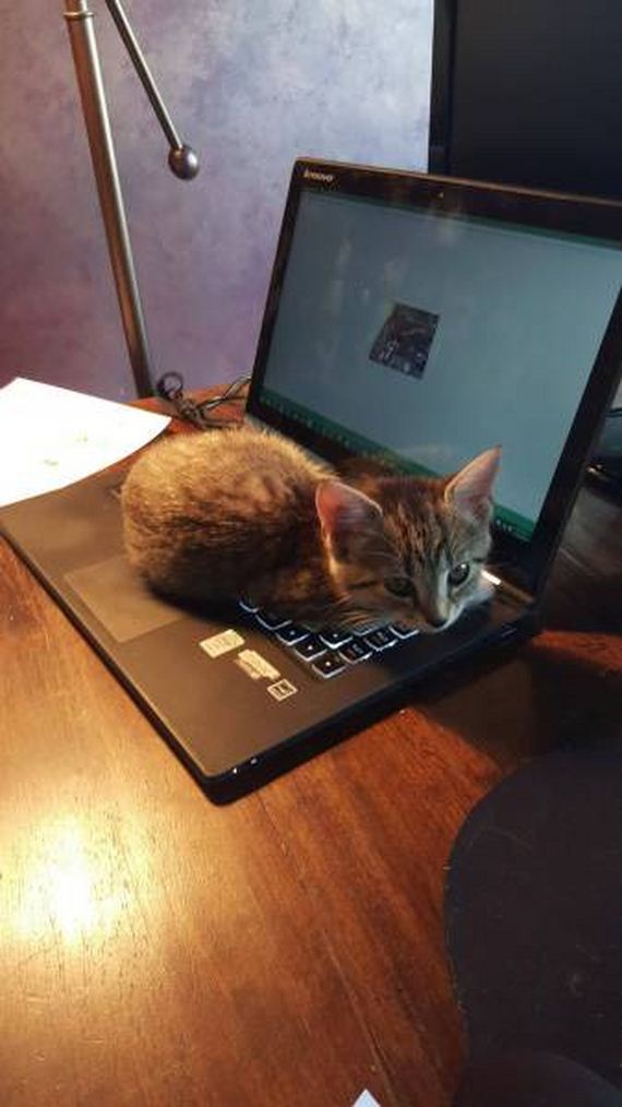 funny-pictures-1063