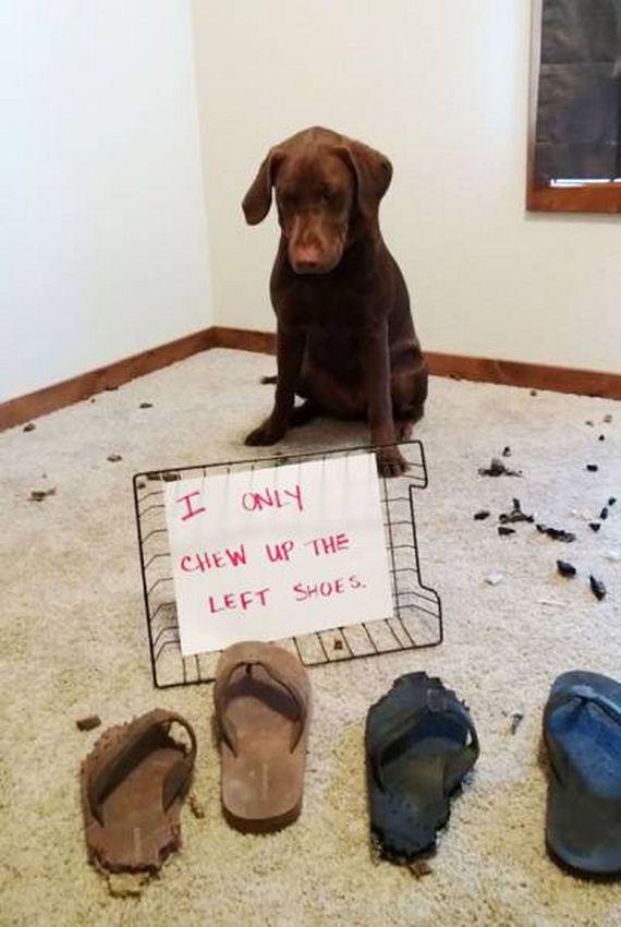 funny-pictures-1063