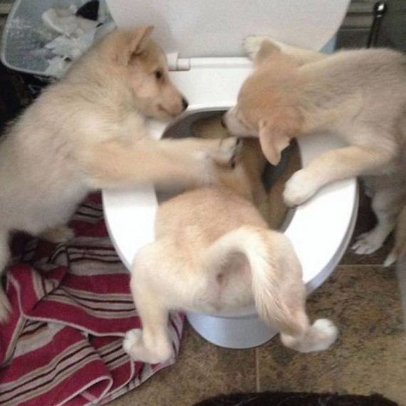 funny-pictures-1063