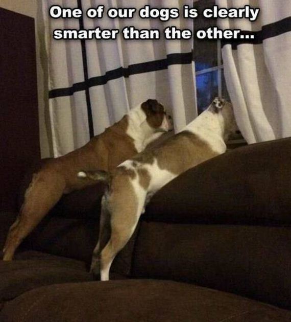 funny-pictures-1064