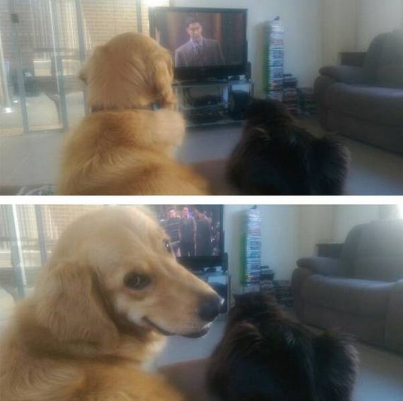 funny-pictures-1064