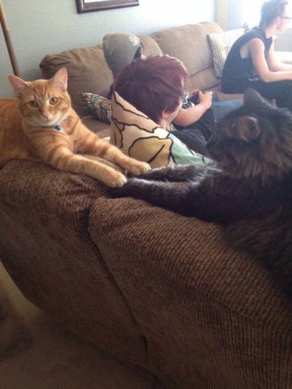 funny-pictures-1069