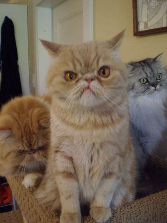 funny-pictures-969