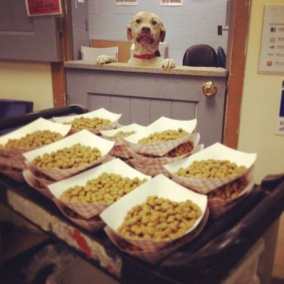 funny-pictures-971