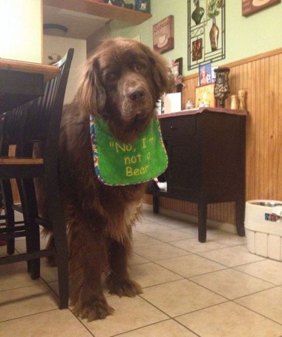 funny-pictures-971