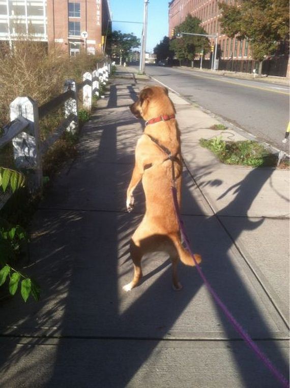 funny-pictures-971