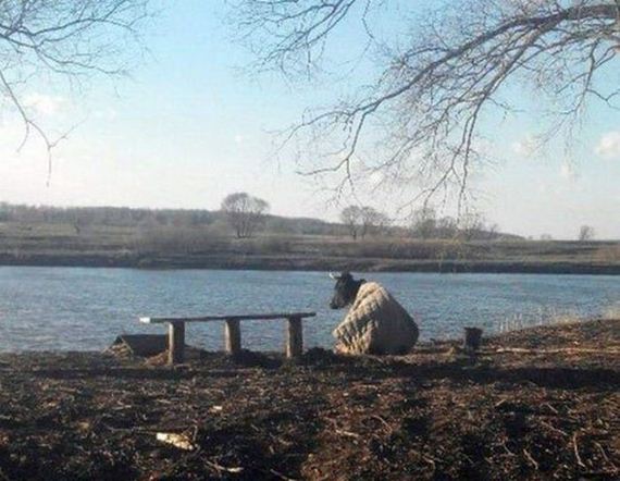 funny-pictures-975