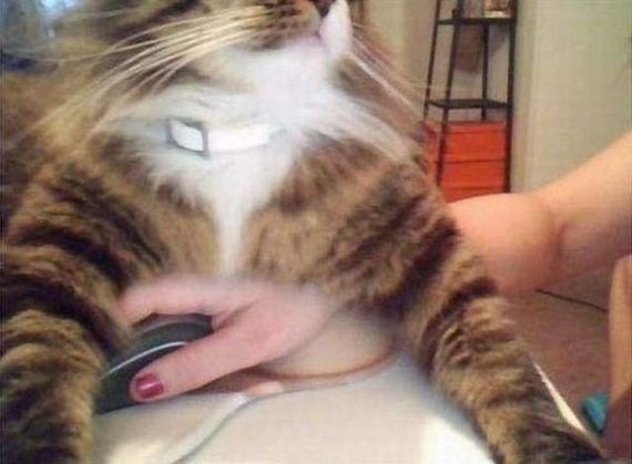 funny-pictures-975