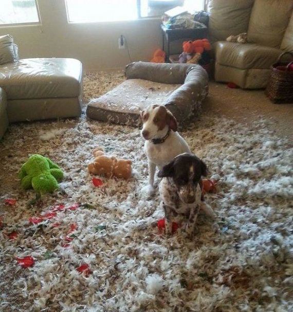 funny-pictures-975