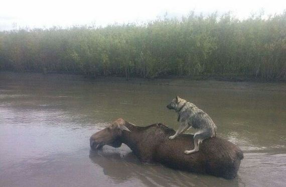 funny-pictures-975