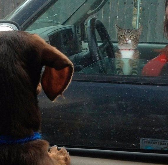 funny-pictures-975