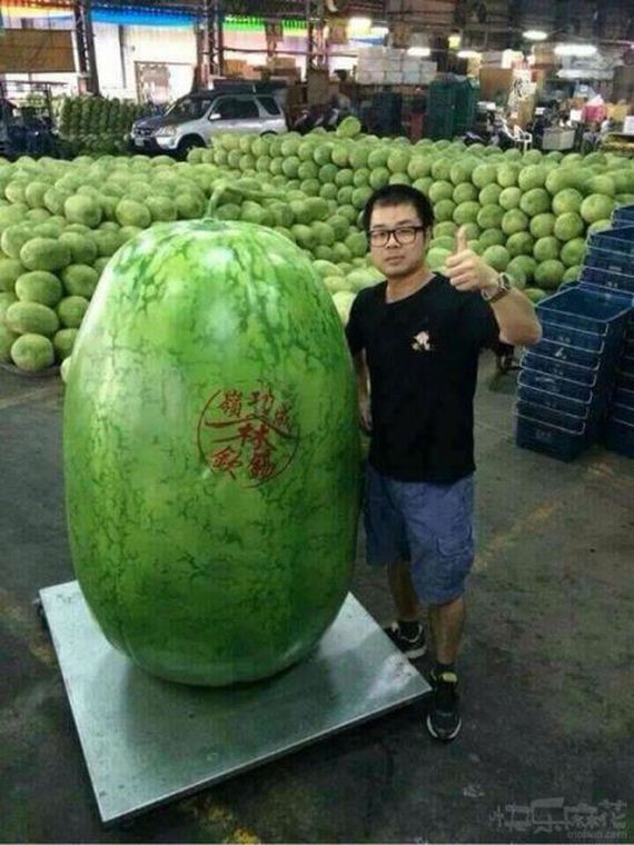 funny-pictures-975