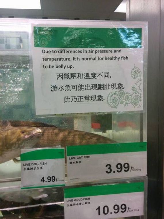 funny-pictures-975