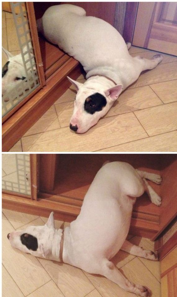 funny-pictures-976